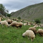 Riza_parlak_1