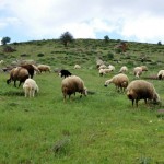 Riza_parlak_2